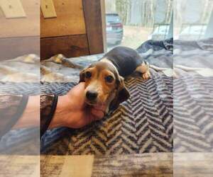 Beagle Puppy for sale in SYLVA, NC, USA