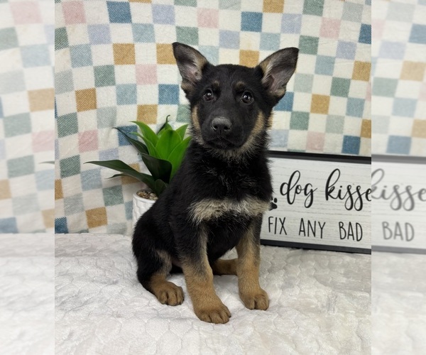 Medium Photo #3 German Shepherd Dog Puppy For Sale in FRANKLIN, IN, USA