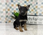 Small #2 German Shepherd Dog