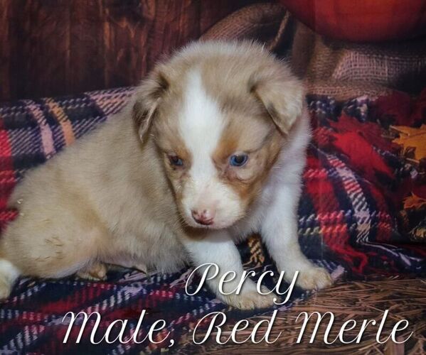 Medium Photo #1 Australian Shepherd Puppy For Sale in EVANSVILLE, IN, USA