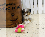 Small Photo #8 Miniature Australian Shepherd Puppy For Sale in ANTHONY, FL, USA