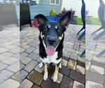 Small #3 German Shepherd Dog Mix