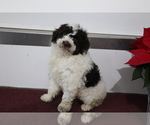 Small Photo #3 Aussiedoodle Miniature  Puppy For Sale in SHILOH, OH, USA