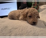 Small #7 Goldendoodle