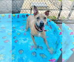 Small #3 Labrador Retriever Mix