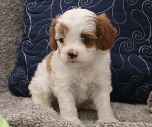 Cavapoo Puppy for Sale in THORP, Wisconsin USA