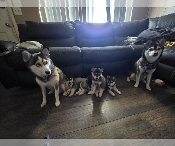 Medium Photo #1 Alaskan Klee Kai Puppy For Sale in SUNSET, UT, USA