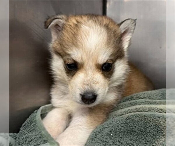 Medium Photo #1 Siberian Husky-Unknown Mix Puppy For Sale in San Bernardino, CA, USA