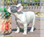 Small Photo #5 French Bulldog Puppy For Sale in NEEDHAM, MA, USA