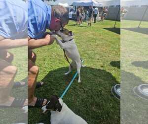 Boxer-Unknown Mix Dogs for adoption in Woodbury, NY, USA