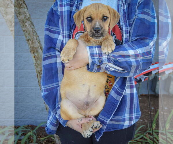 Medium Photo #4 Boxer-Unknown Mix Puppy For Sale in Huntley, IL, USA