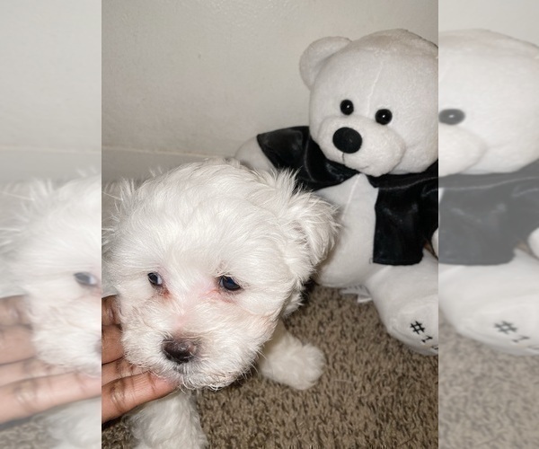 Medium Photo #14 Maltese Puppy For Sale in KANSAS CITY, MO, USA