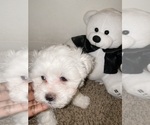Small Photo #14 Maltese Puppy For Sale in KANSAS CITY, MO, USA