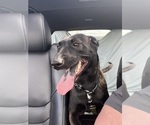 Small Photo #1 Mastiff Puppy For Sale in LAND O LAKES, FL, USA