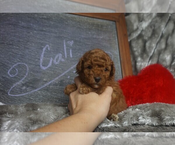 Medium Photo #2 Aussie-Poo Puppy For Sale in CLEARWATER, FL, USA