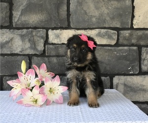 German Shepherd Dog Puppy for Sale in MILLERSBURG, Ohio USA