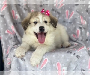 Great Pyrenees Puppy for sale in LAKELAND, FL, USA