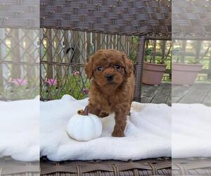 Medium Cock-A-Poo-Poodle (Miniature) Mix