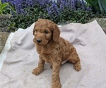Puppy Xander Irish Doodle