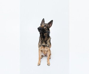 Mila - Female German Shepherd Dog Dog for Adoption - Photo #9