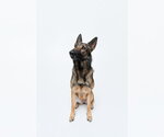 Small #8 German Shepherd Dog