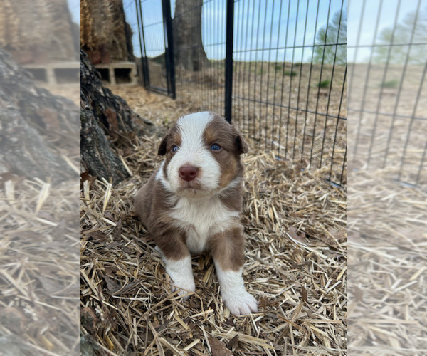 Medium Photo #19 Australian Shepherd Puppy For Sale in SMITHS GROVE, KY, USA
