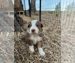 Small Photo #19 Australian Shepherd Puppy For Sale in SMITHS GROVE, KY, USA