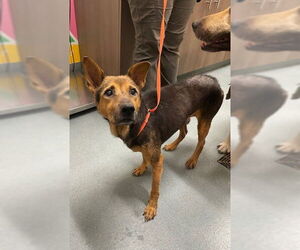 German Shepherd Dog Dogs for adoption in Baytown, TX, USA
