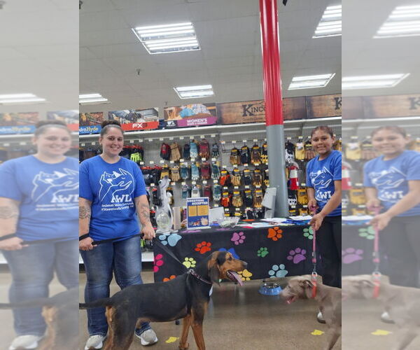 Medium Photo #2 Mutt Puppy For Sale in Pierceton , IN, USA