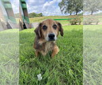 Small #3 Dachshund