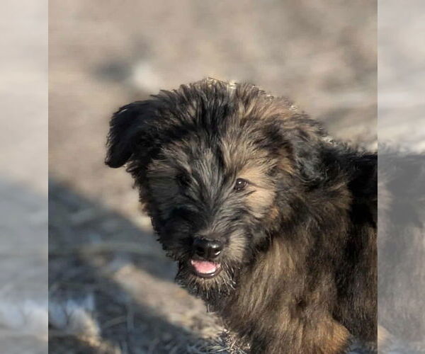 Medium Photo #1 Labrador Retriever-Unknown Mix Puppy For Sale in Aurora, IN, USA