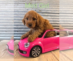 Goldendoodle-Poodle (Miniature) Mix Puppy for sale in ALBIA, IA, USA