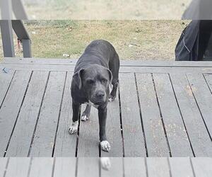 American Staffordshire Terrier Dogs for adoption in San Antonio, TX, USA
