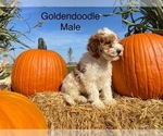 Small Photo #8 Goldendoodle (Miniature) Puppy For Sale in CONVOY, OH, USA