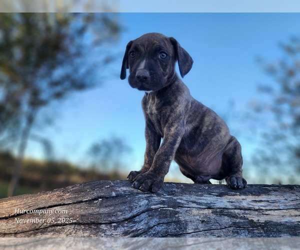 Medium Photo #5 Catahoula Leopard Dog Puppy For Sale in CUMBY, TX, USA
