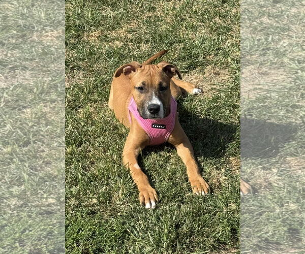 Medium Photo #1 Boxer-Unknown Mix Puppy For Sale in Burnsville, MN, USA