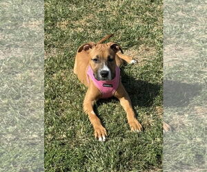 Boxer-Unknown Mix Dogs for adoption in Burnsville, MN, USA