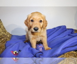 Puppy Blue Golden Retriever