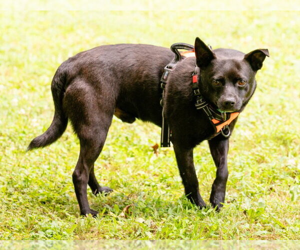 Medium Photo #6 Schipperke-Unknown Mix Puppy For Sale in Ellijay, GA, USA