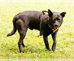 Small #5 Schipperke Mix