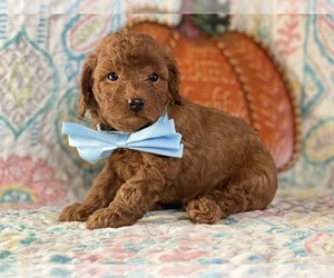 Cavapoo Puppy for sale in LANCASTER, PA, USA