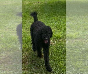 Medium Bernedoodle