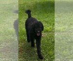 Small Bernedoodle
