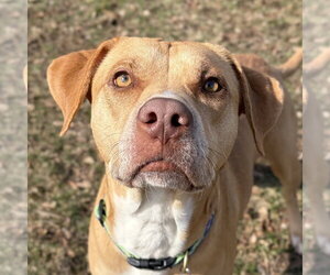 Labrador Retriever-Unknown Mix Dogs for adoption in Jefferson, WI, USA