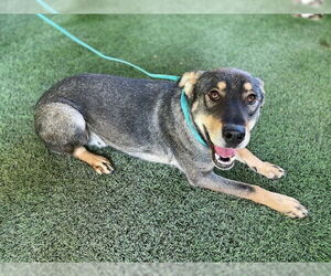 German Shepherd Dog-Unknown Mix Dogs for adoption in Corona, CA, USA