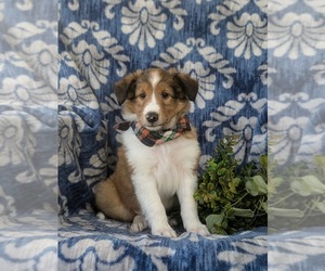 Shetland Sheepdog Puppy for sale in QUARRYVILLE, PA, USA