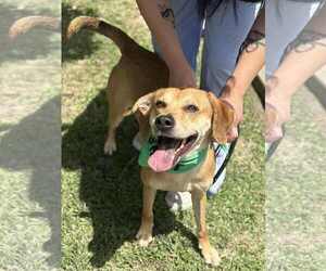 Black Mouth Cur-Unknown Mix Dogs for adoption in Low Moor, VA, USA