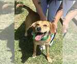 Small Black Mouth Cur Mix
