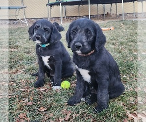 Labradoodle Puppy for Sale in MONTROSE, Colorado USA