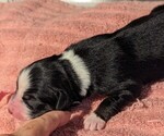 Small Photo #48 Australian Shepherd Puppy For Sale in SYLVA, NC, USA